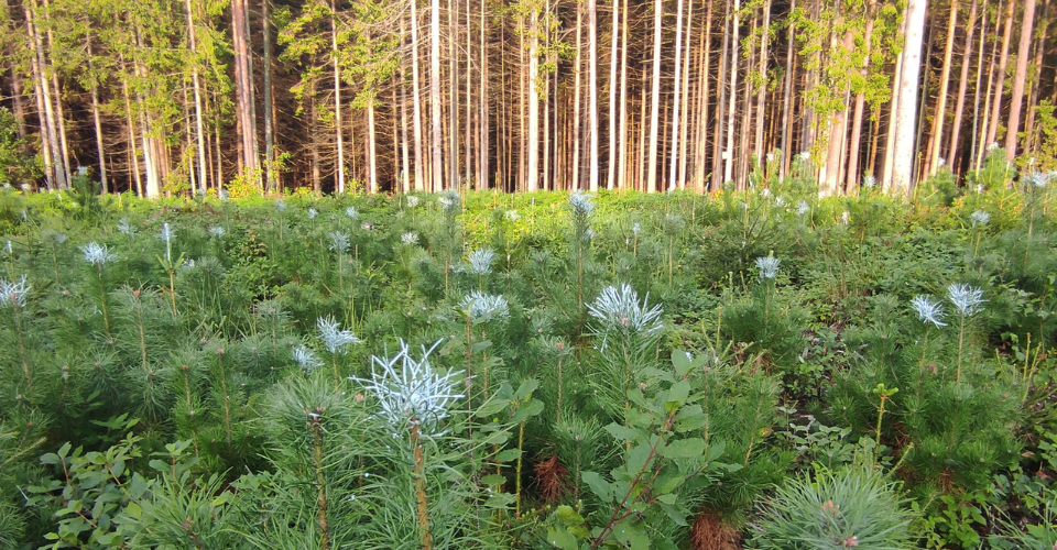 Miškininkai ruošiasi žiemai: jauni medeliai apsaugomi nuo žvėrių pažeidimų
