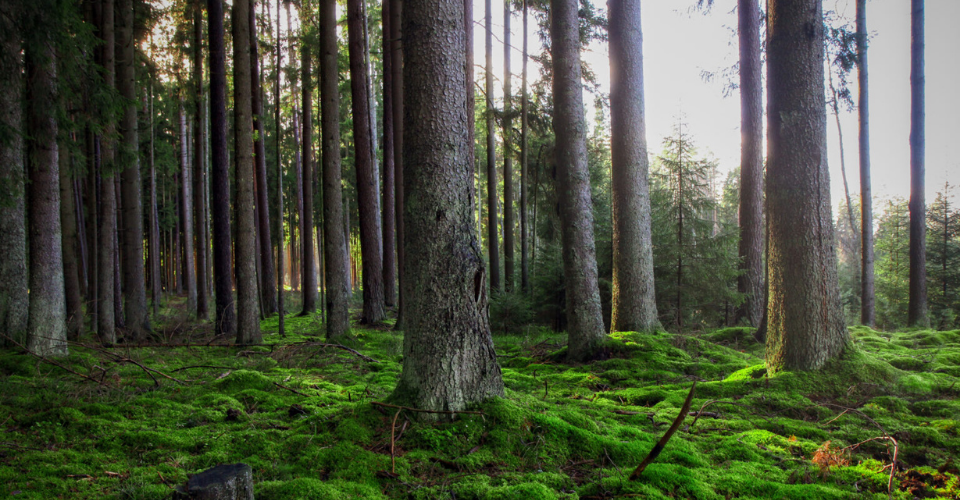 Valstybinių miškų urėdija gerina bendradarbiavimo sąlygas, dvigubai trumpina atsiskaitymo su rangovais laikotarpį