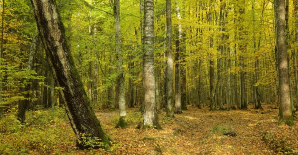 Paskelbti aukcionai žaliavinei medienai 2022 m. I pusmečiui įsigyti