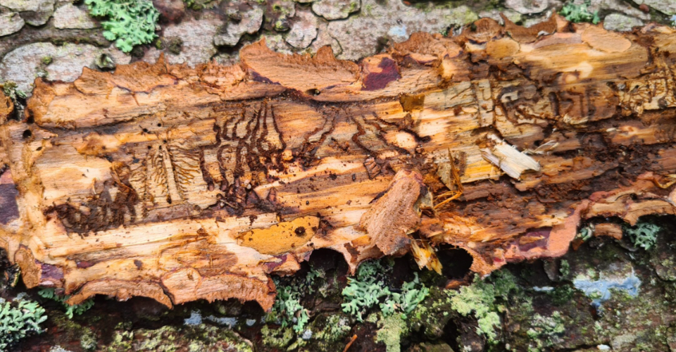 Miškininkai per rugsėjį išžvalgė virš 100 000 ha miškų: dėl palankių sąlygų žievėgraužis tipografas smarkiai pakenkė eglynams