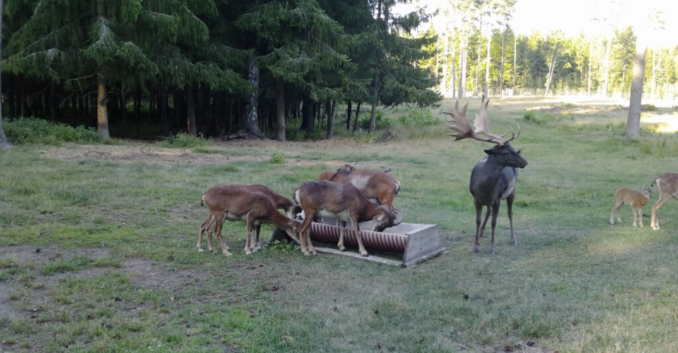 VĮ Valstybinių miškų urėdijos Telšių regioninio padalinio „Žvėrinčiuje“ parduodami įvairaus amžiaus danieliai ir muflonai