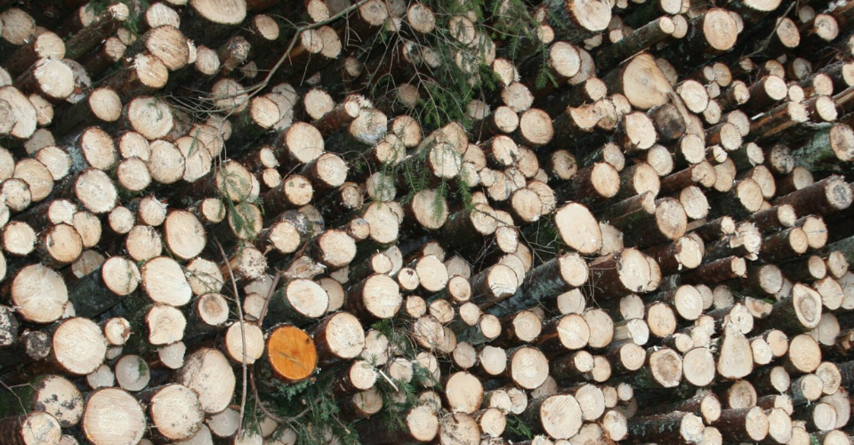 The demand for timber in the market is growing,The State Enterprise Valstybinių miškų urėdija plans a record return to the state both this year and in 2022.