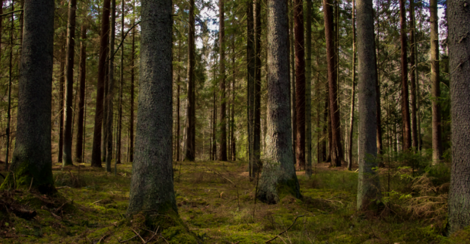 VĮ Valstybinių miškų urėdija paskelbė Medienos ruošos paslaugų pirkimą 2022 m.