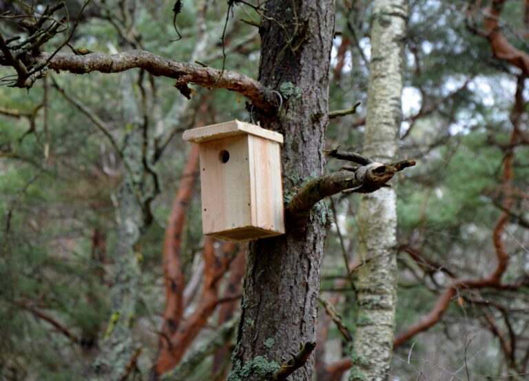 „Paukščiai grįžta namo“
