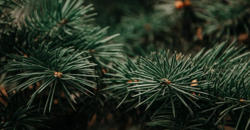 Informacinis pranešimas apie rengiamą Kazlų Rūdos regioninio padalinio vidinės miškotvarkos projektą