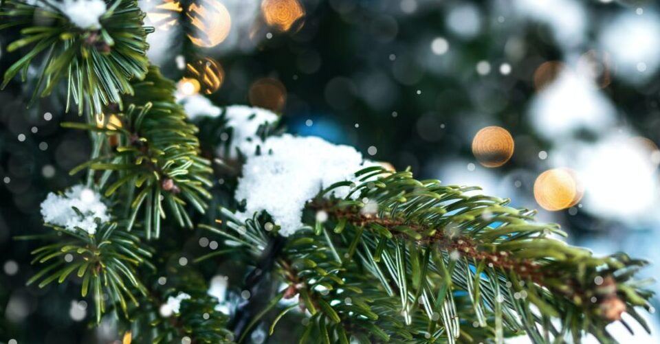 Tūkstančiai eglių šakų papuošė tautiečių namus – miškininkai nemokamai išdalino šakas