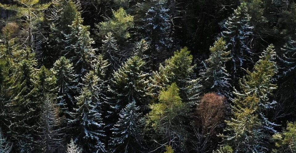 Informacinis pranešimas apie parengtus buveinių apsaugai svarbios teritorijos „Šilo miškas“ (kodas LTJOA0005), buveinių apsaugai svarbių teritorijų atrankos kriterijus atitinkančių vietovių „Kurklių miškas“ (kodas LTRAD0005) ir „Kalnaberžės miškas“ (kodas LTKED0023) gamtotvarkos planus