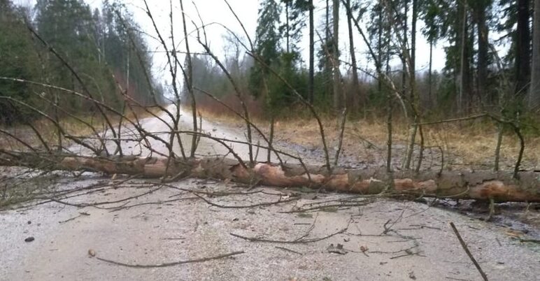 Valstybinių miškų urėdijos miškininkai įvertino stipraus vėjo žalą miškams