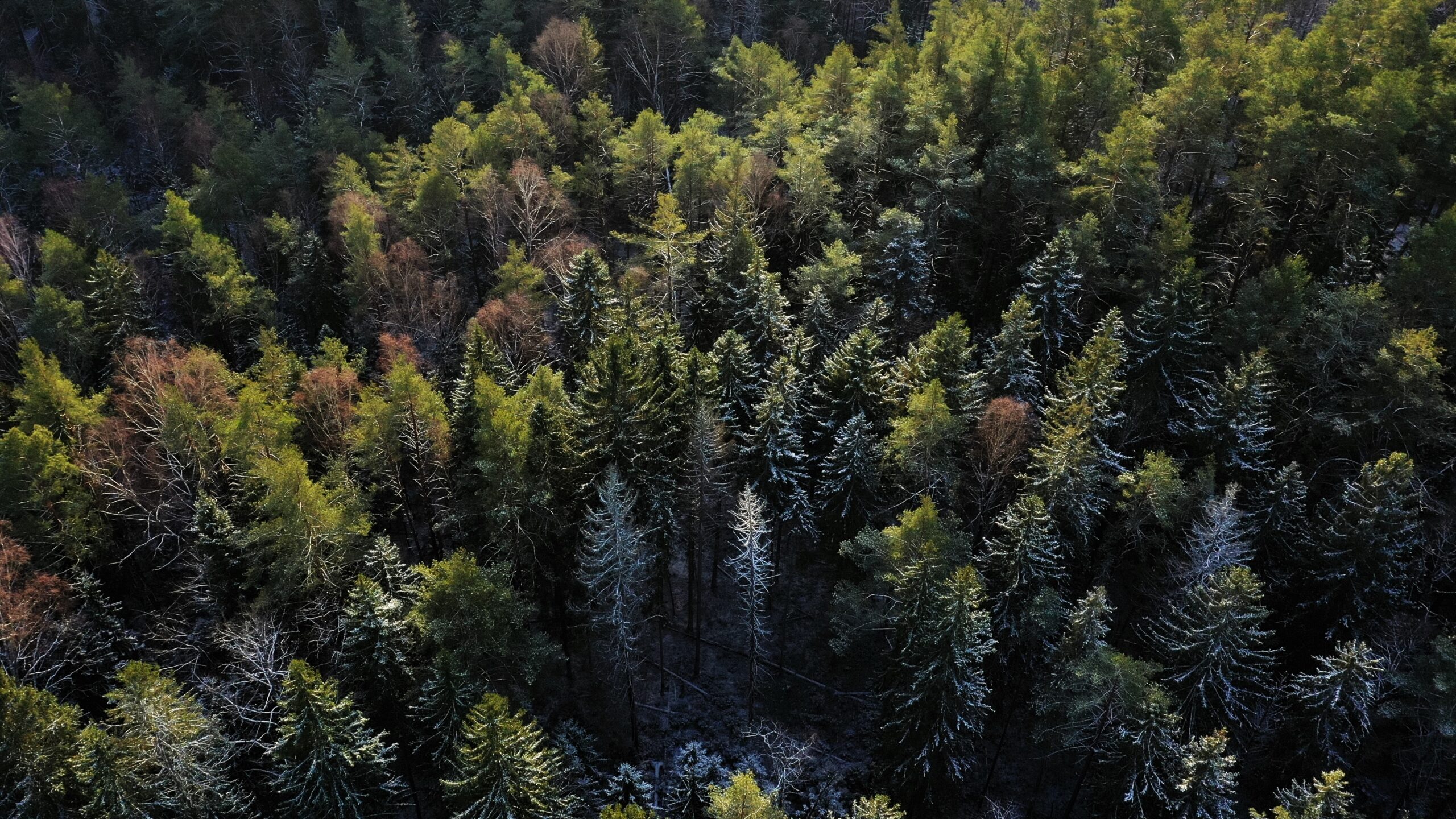 Informacinis pranešimas apie rengiamą Kretingos regioninio padalinio vidinės miškotvarkos projekto keitimą