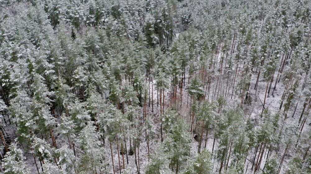 „Rail Baltica“ projektas įsibėgėja – Valstybinių miškų urėdija atveria teritoriją europinio geležinkelio bėgiams