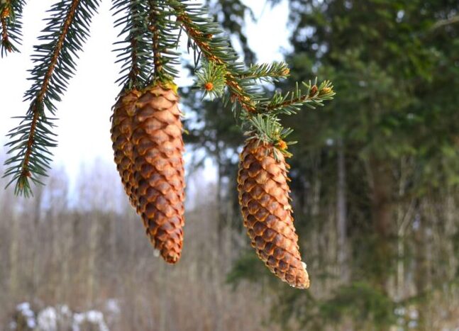 Kaip miškininkai kankorėžius paverčia medžiais