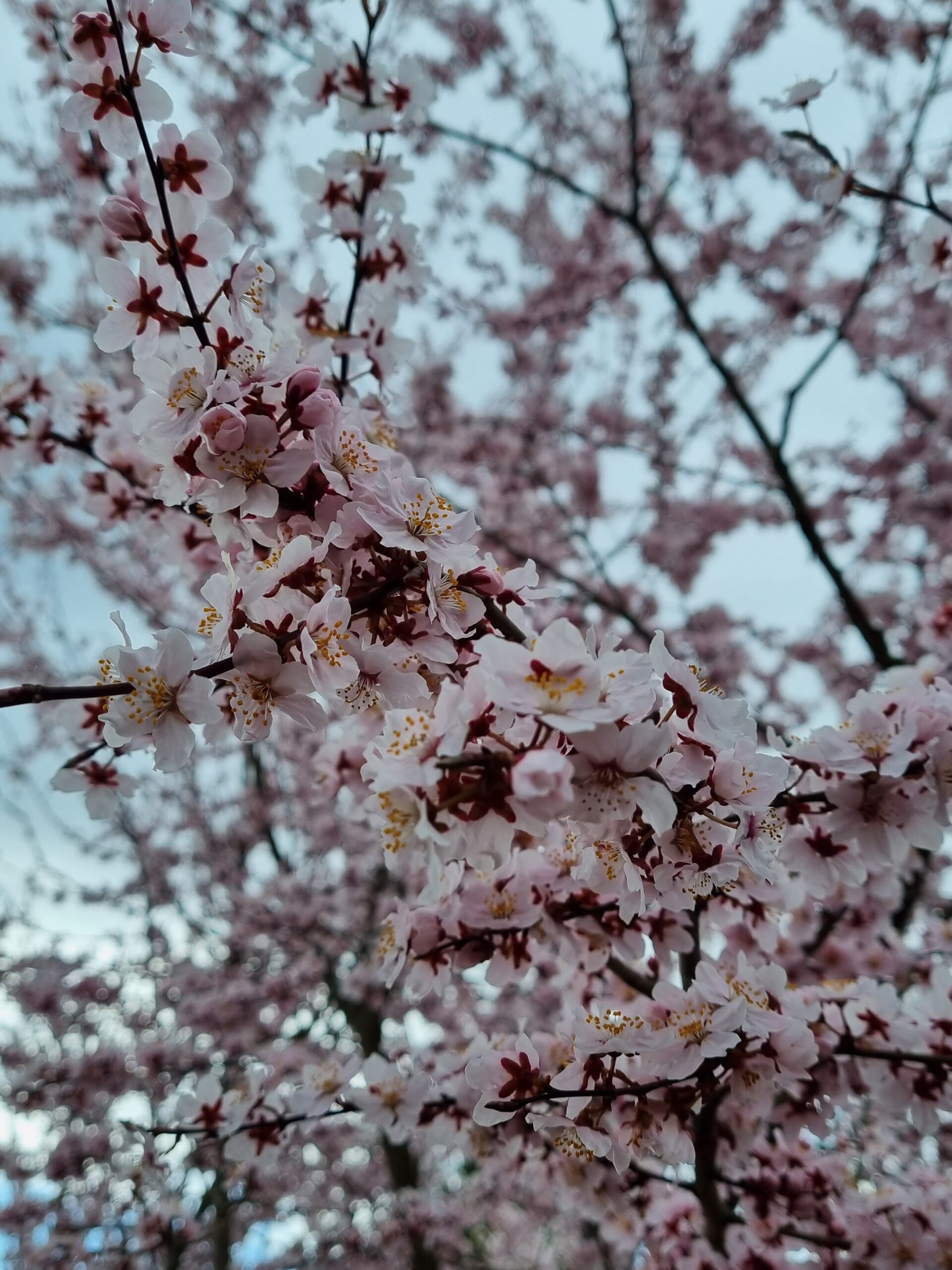 Raudondvario medelynas kviečia įsigyti įspūdingai žydinčių dekoratyvinių obelų!