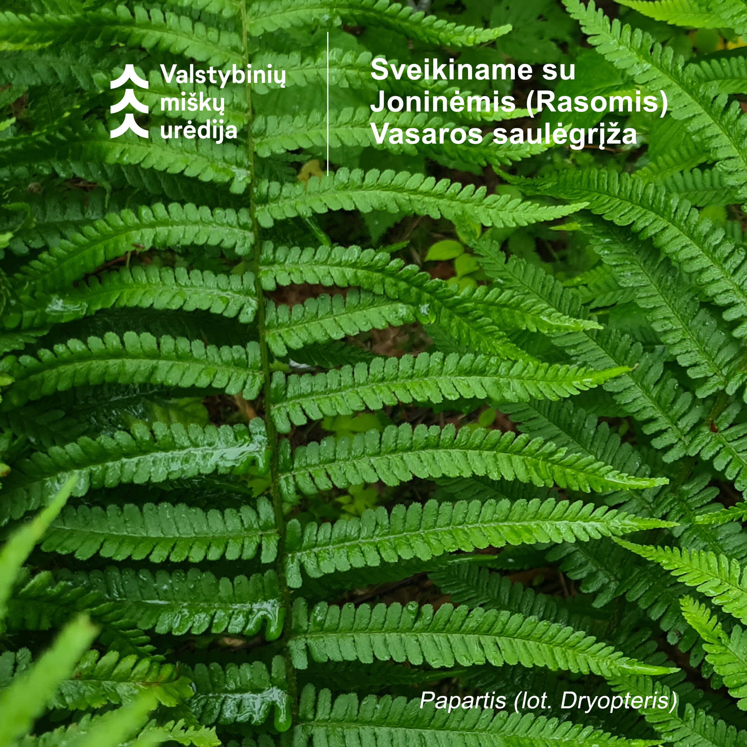 Sveikiname su Joninių švente