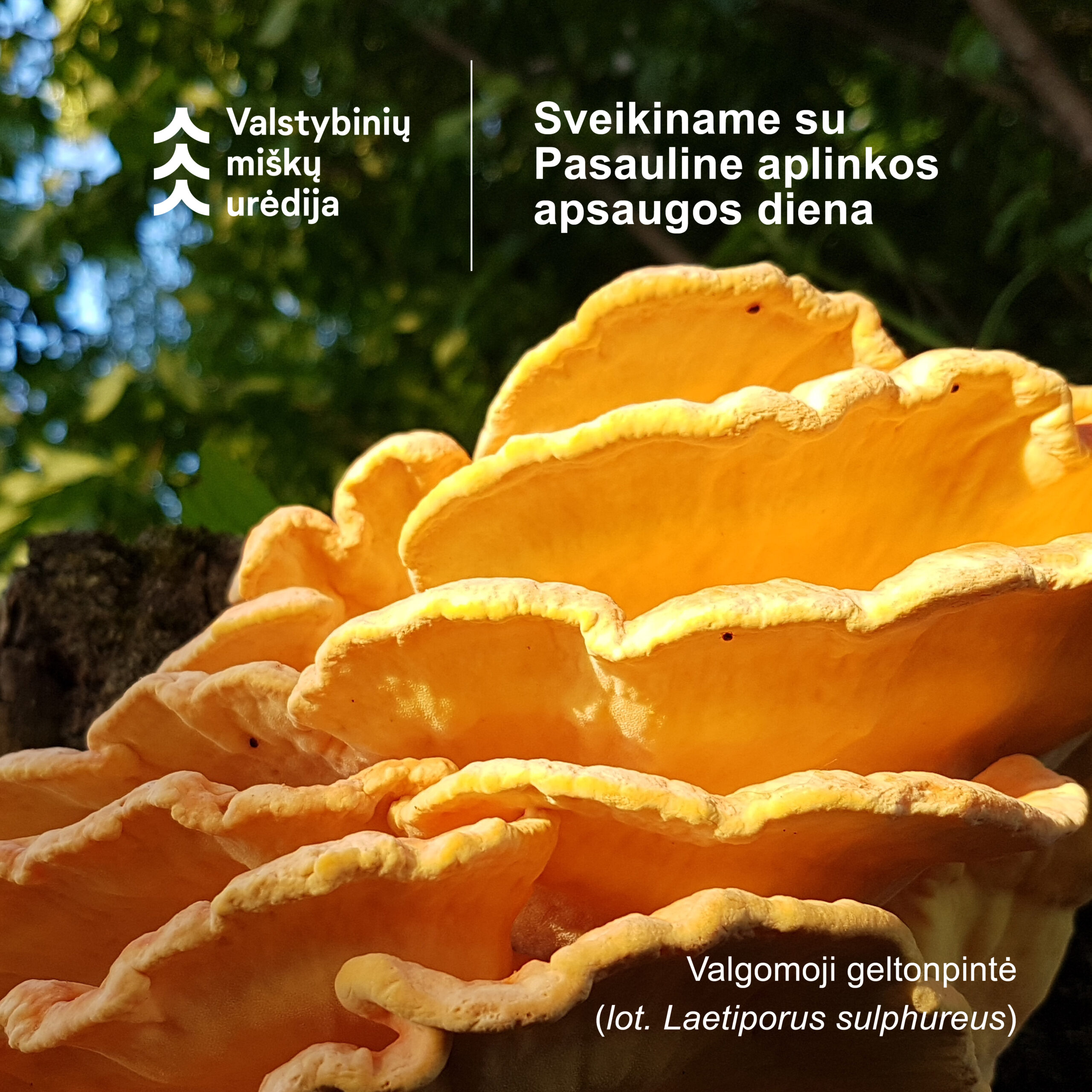 Sveikiname su Pasauline aplinkos apsaugos diena