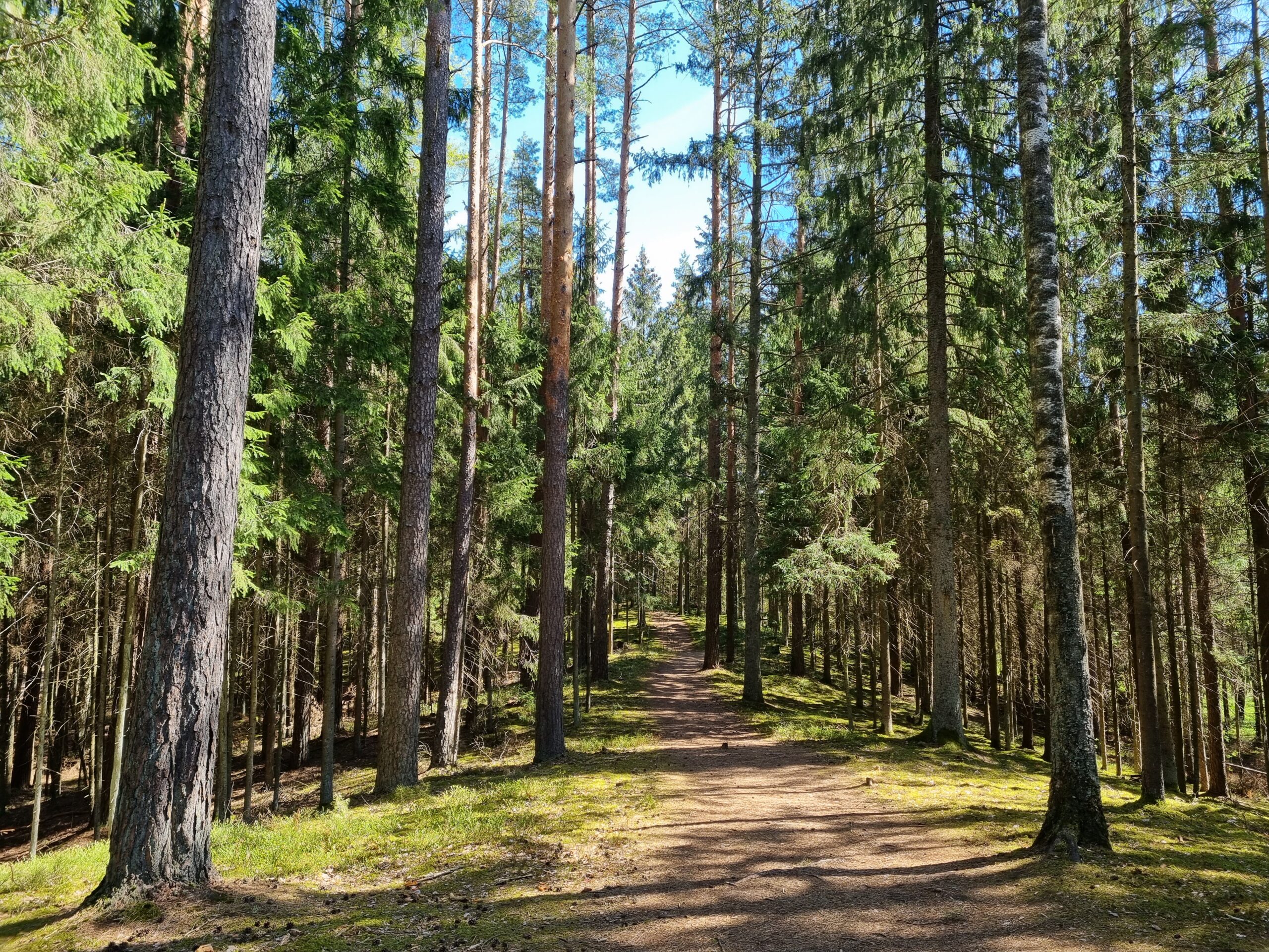 Kazlų Rūda – miškų kraštas, kurį verta aplankyti