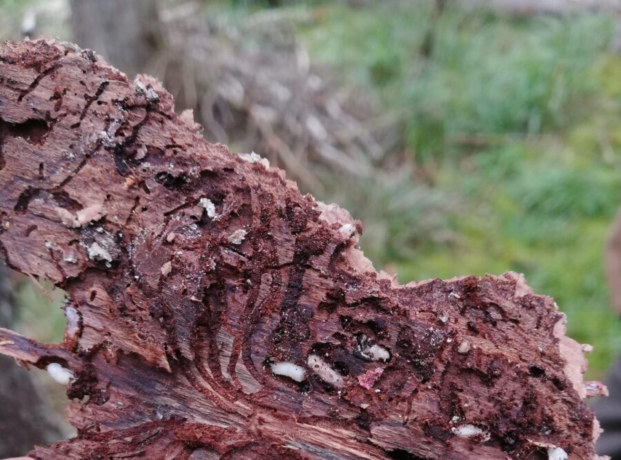 Miškininkai žvalgo miškus: medžių kenkėjų daugėja ir jie intensyviau puola medynus