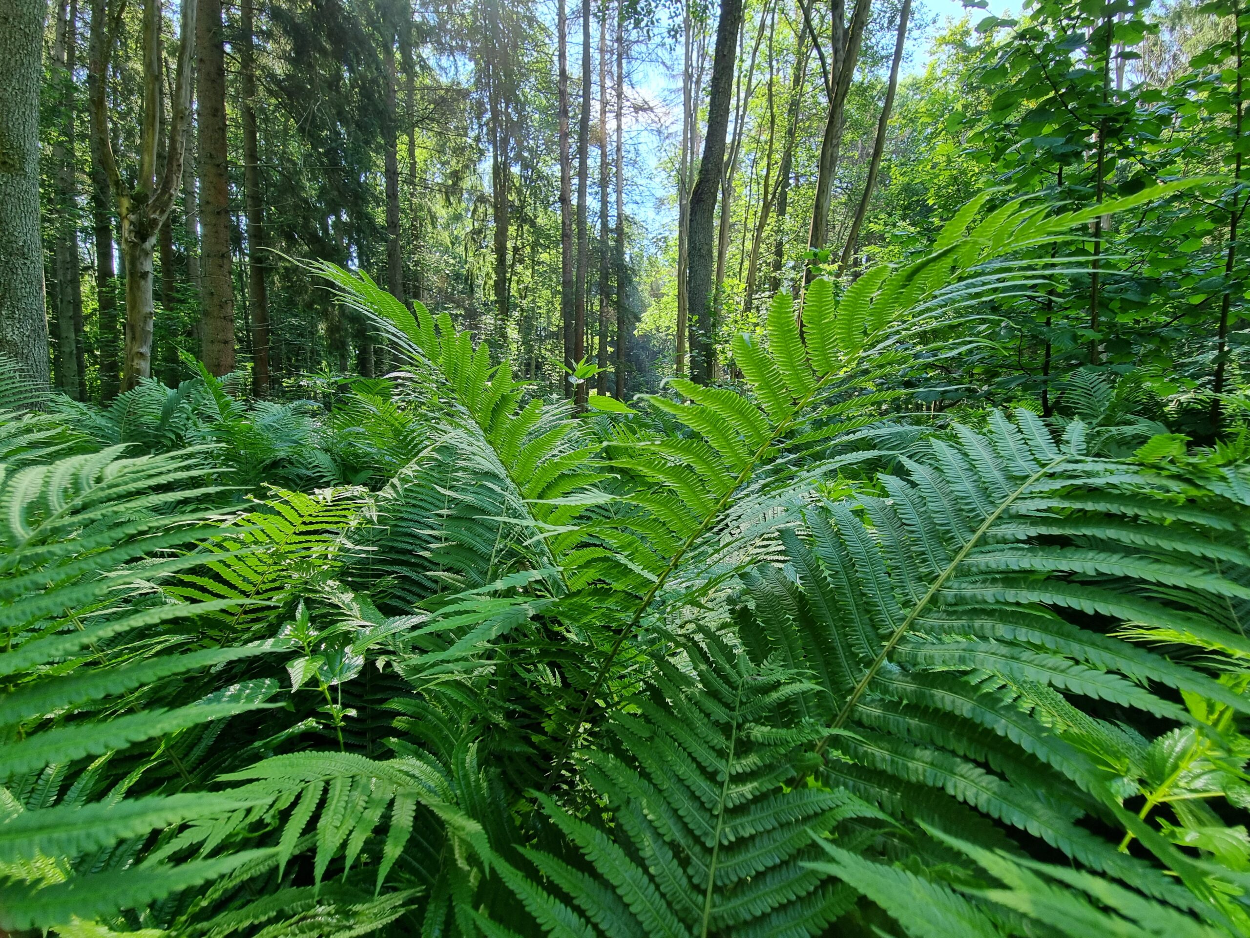 Milžiniški paparčiai ir Švenčionių žolynai