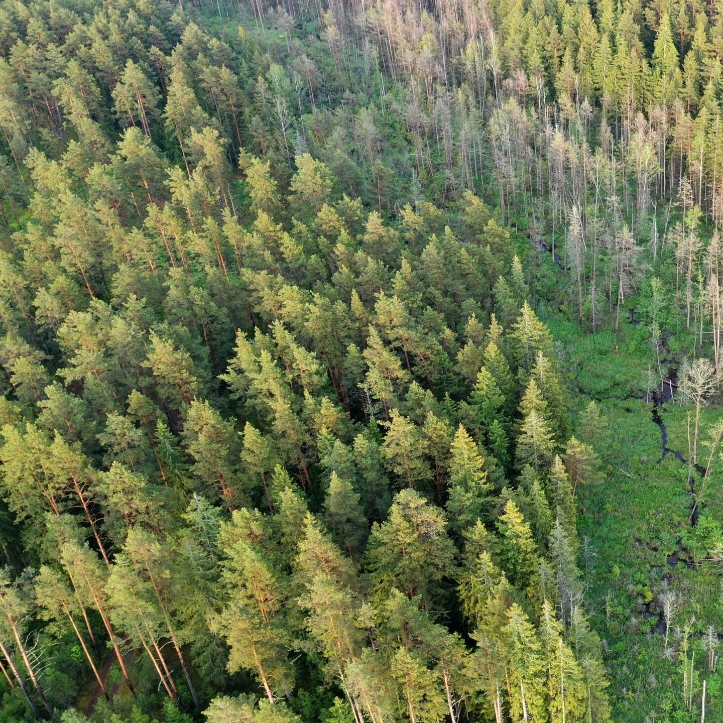 VĮ Valstybinių miškų urėdija paskelbė Biokuro gaminimo ir pristatymo paslaugų pirkimą 2022 m.