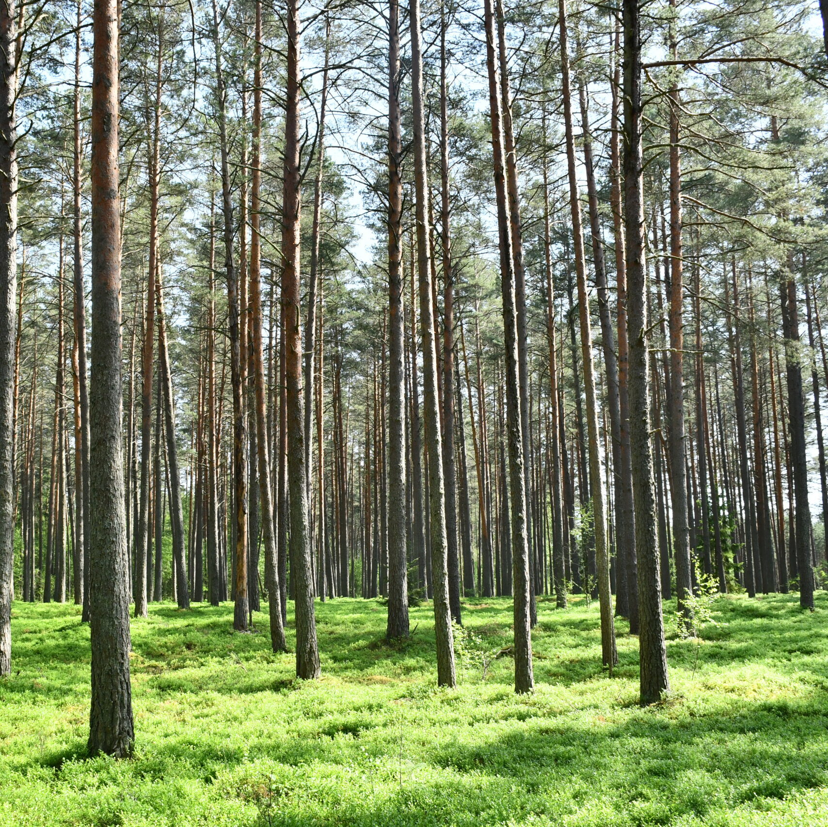 VĮ Valstybinių miškų urėdijos pusmečio rezultatai – ženkliai geresni nei planuota, urėdija – antra pagal sumokėtus mokesčius valstybei