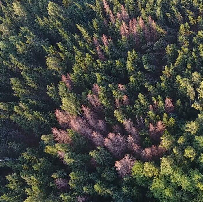 Tylus pavojus miškams: miškininkai intensyviai žvalgo miškus, užkirsdami kelią vienam pavojingiausių medžių kenkėjų – žievėgraužiui tipografui