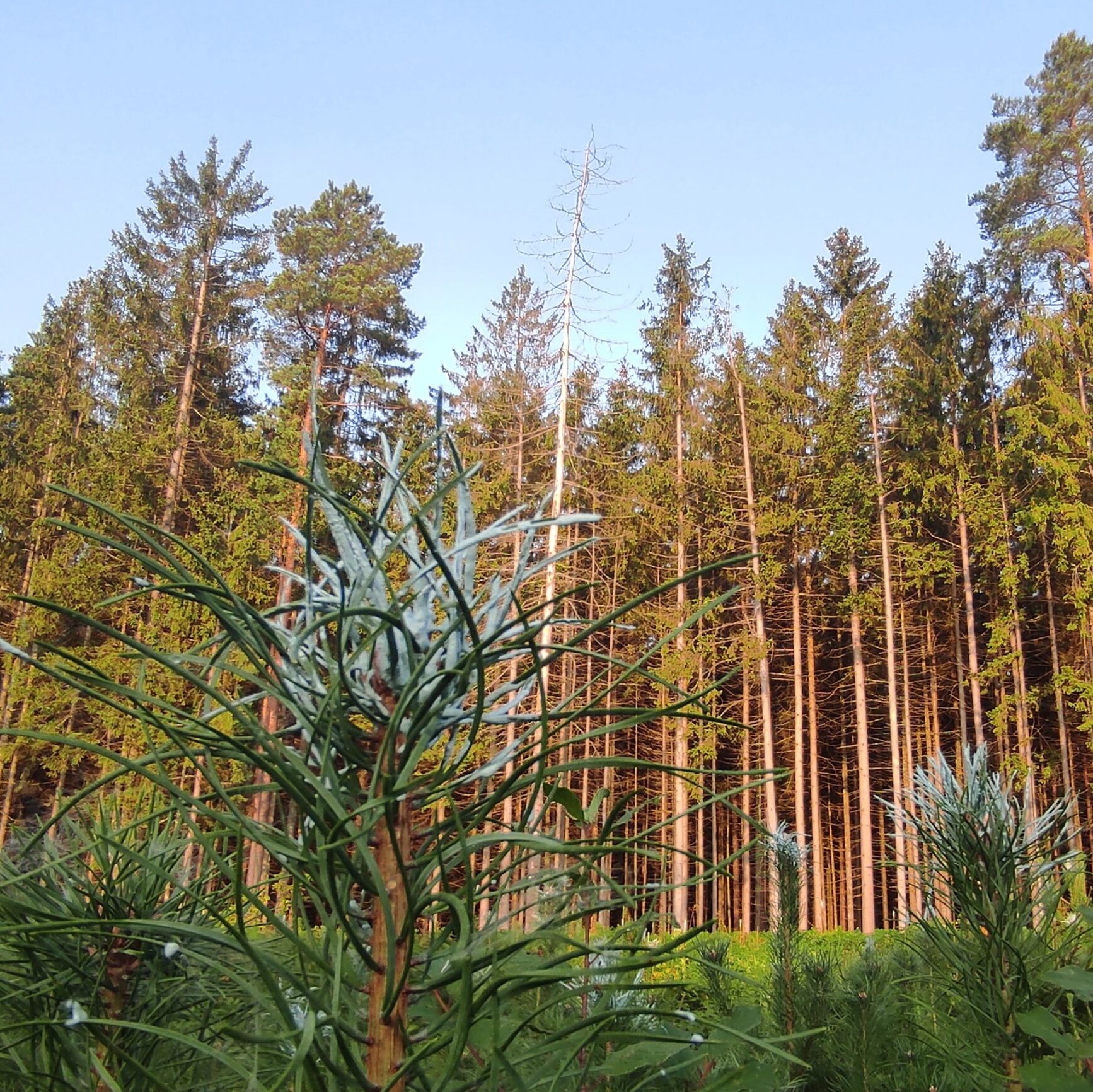 Saugodami jaunus medelius nuo žvėrių miškininkai pradeda vienus svarbiausių darbų – medelių tepimą repelentais