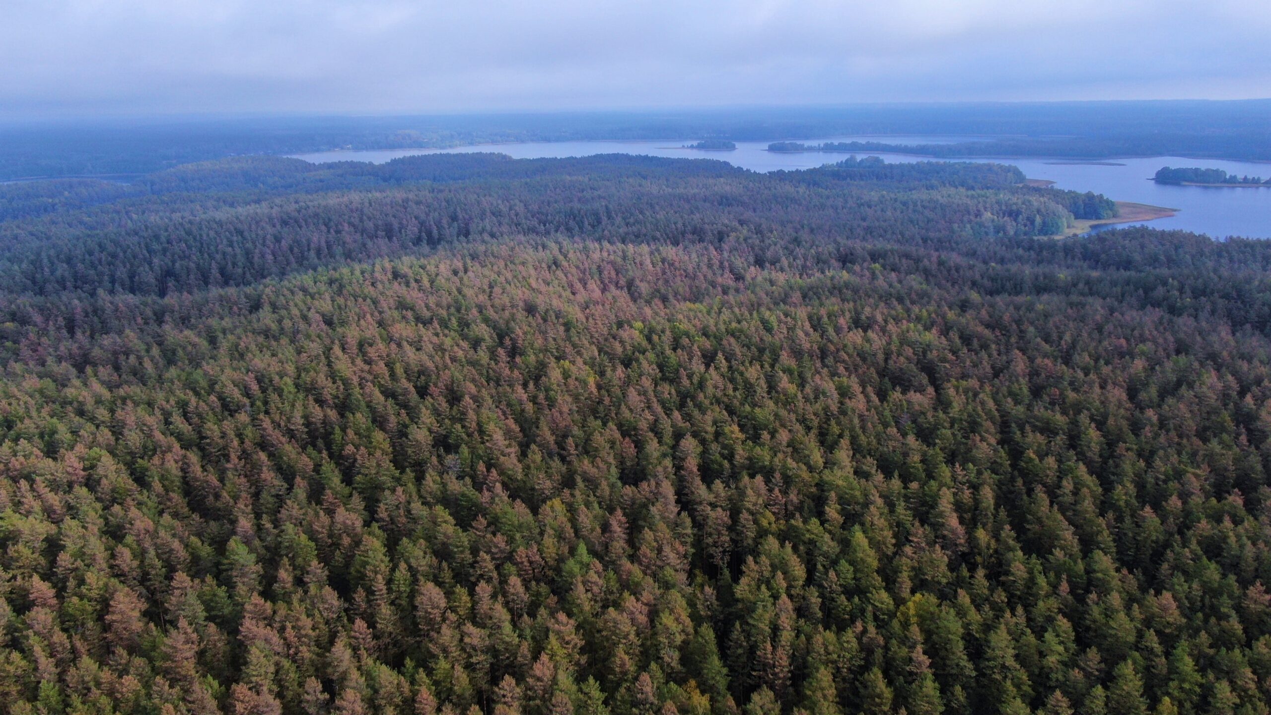 Rengiamas Varėnos regioninio padalinio vidinės miškotvarkos projektas