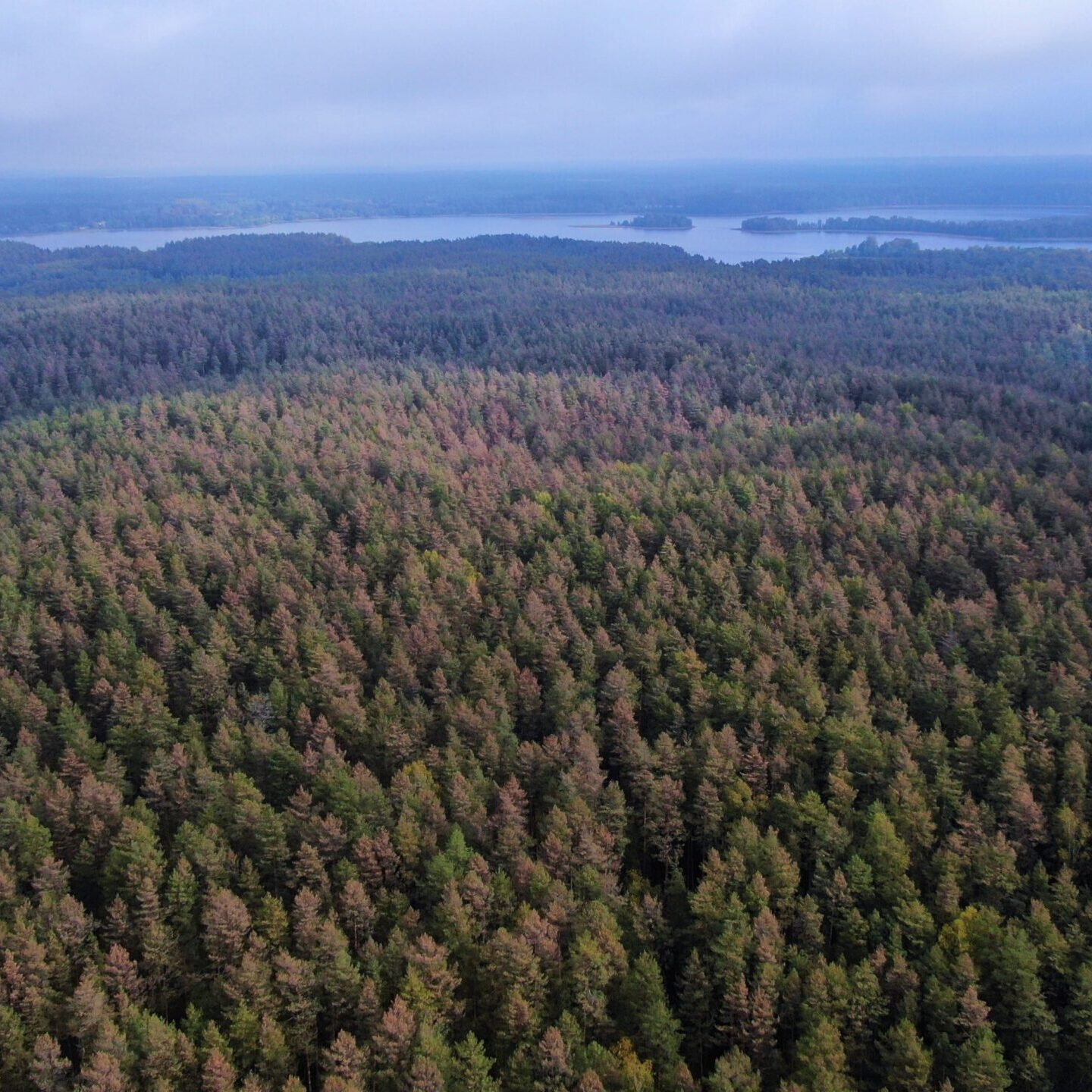 Ignalinos rajono miškus siaubia pušinis pjūklelis