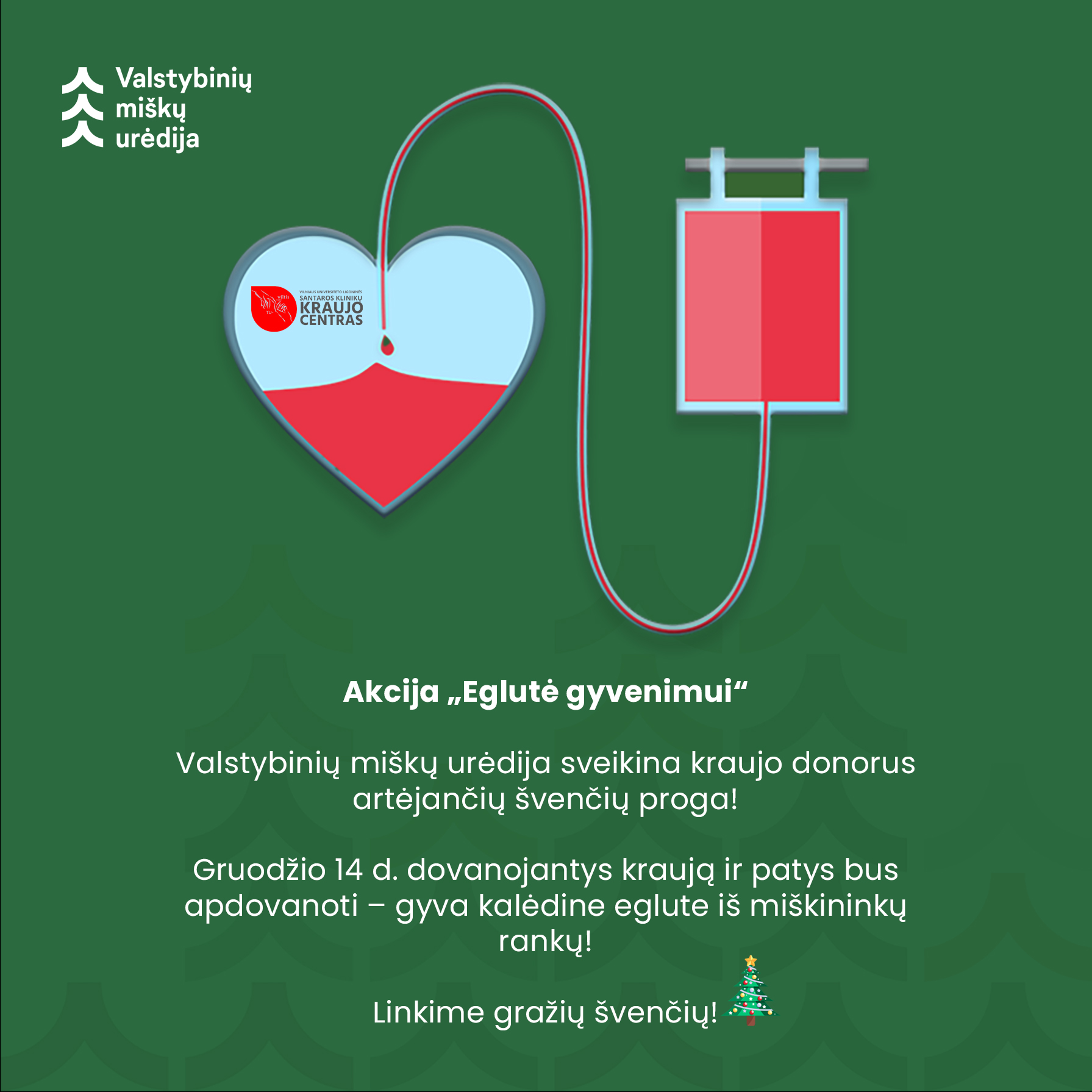 Aukojantiems kraują miškininkai dovanoja kalėdines eglutes