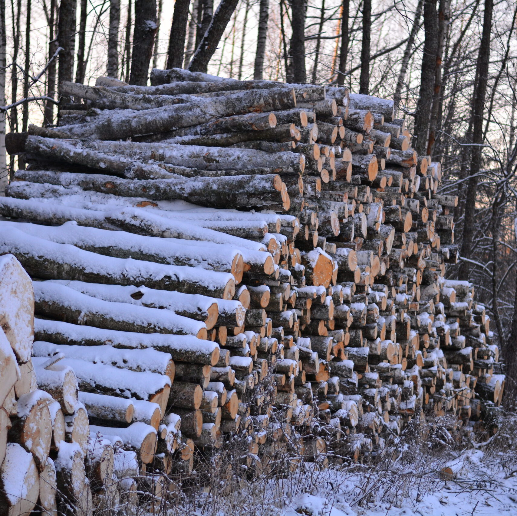 Aukciono rezultatai parodė pokyčius medienos sektoriuje: krenta ilgą laiką didėjusi medienos paklausa ir kaina