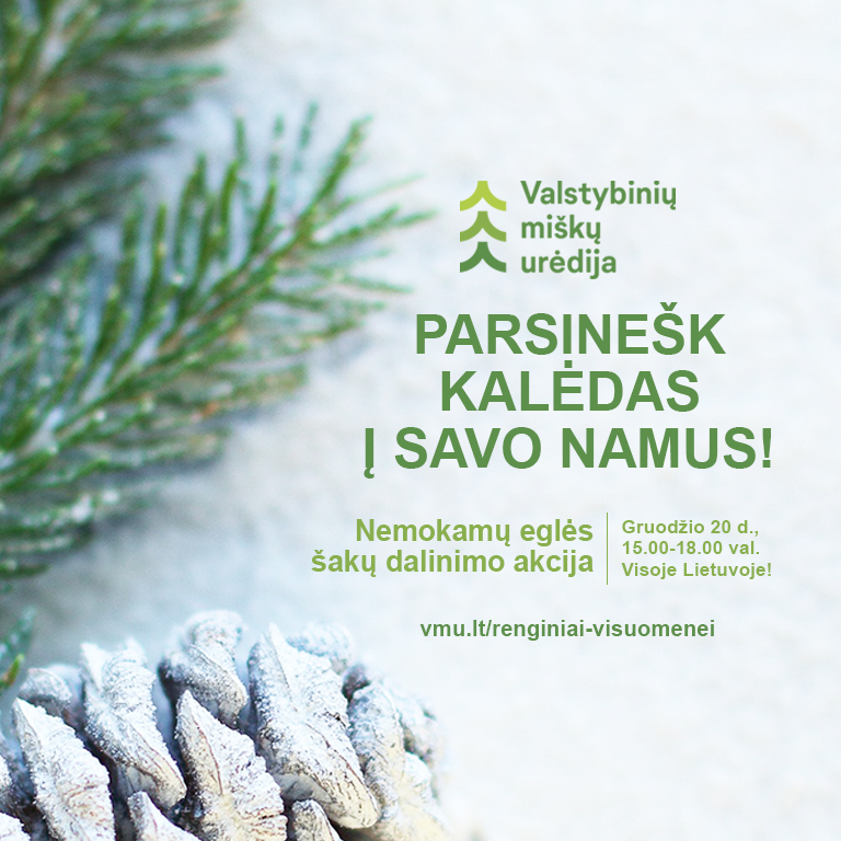 Miškininkai kviečia parsinešti Kalėdas į savo namus – gruodžio 20 d. visoje Lietuvoje vyks nemokamų eglės šakų dalinimo akcija