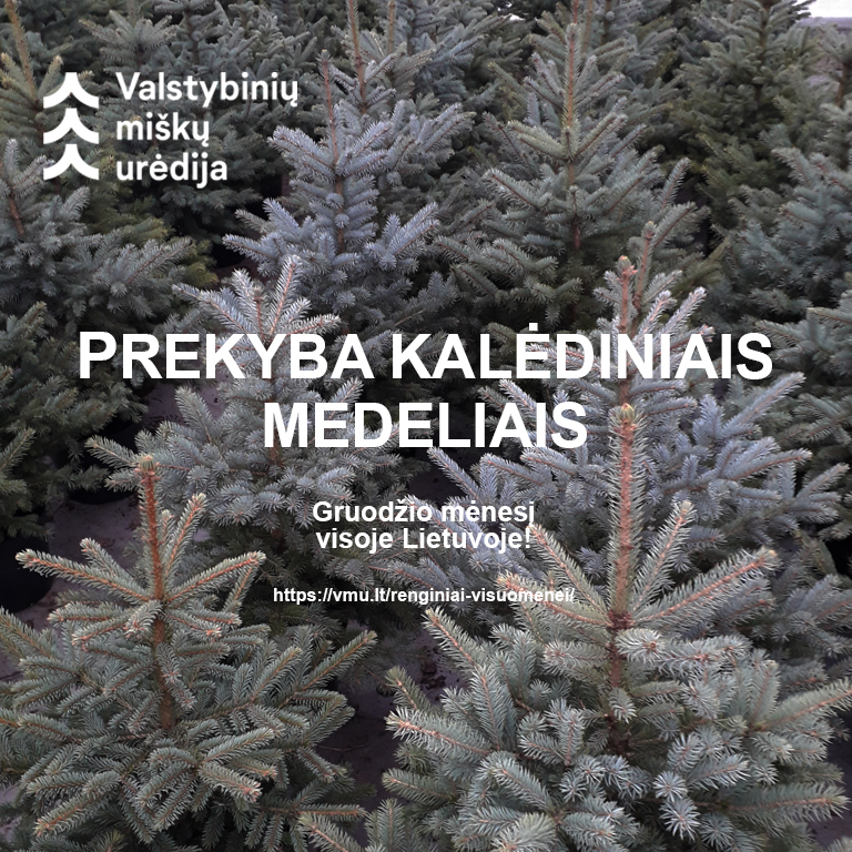 Valstybinių miškų urėdija pradeda kalėdinių medelių prekybą