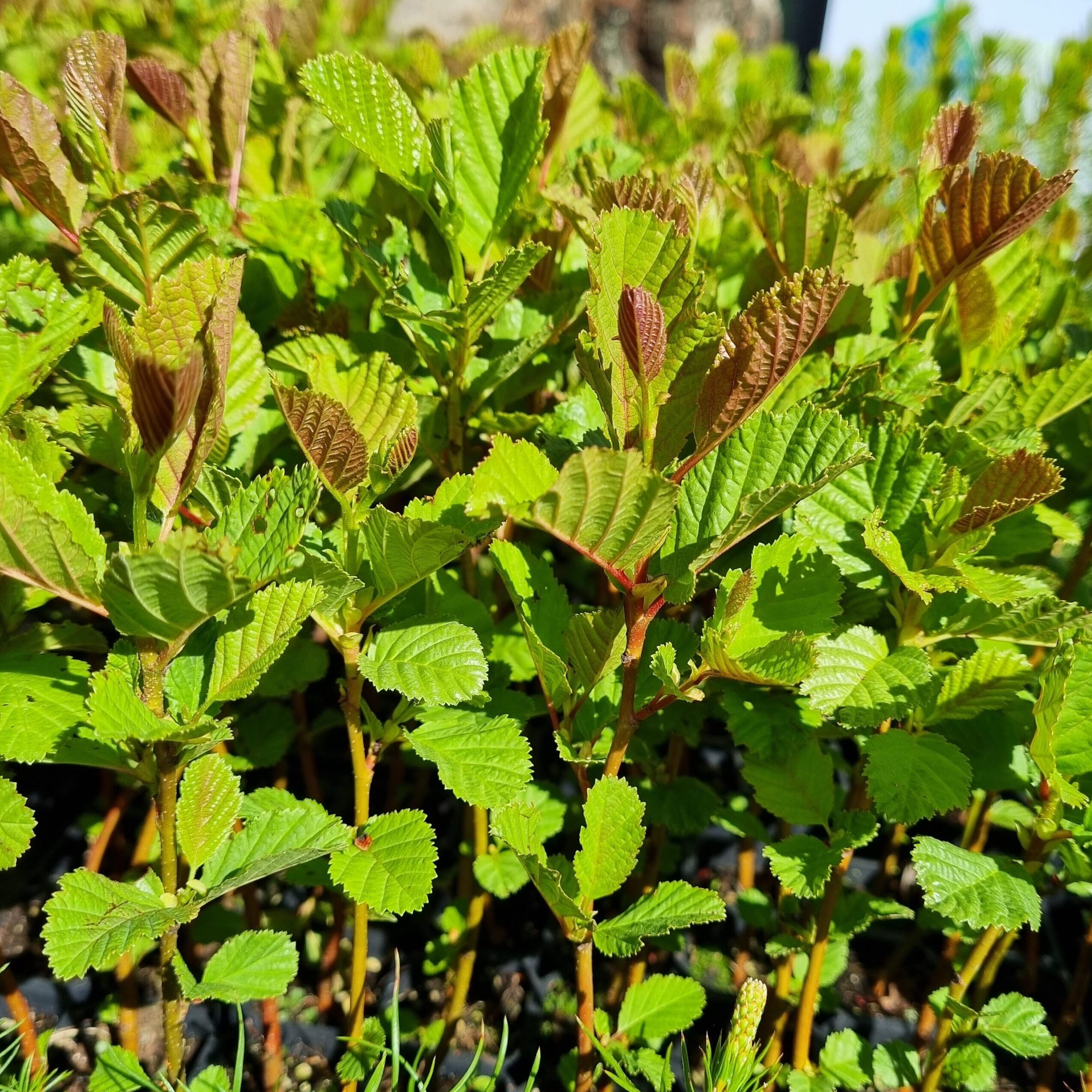 Valstybinių miškų urėdija kviečia įsigyti kokybiškų miško sodmenų