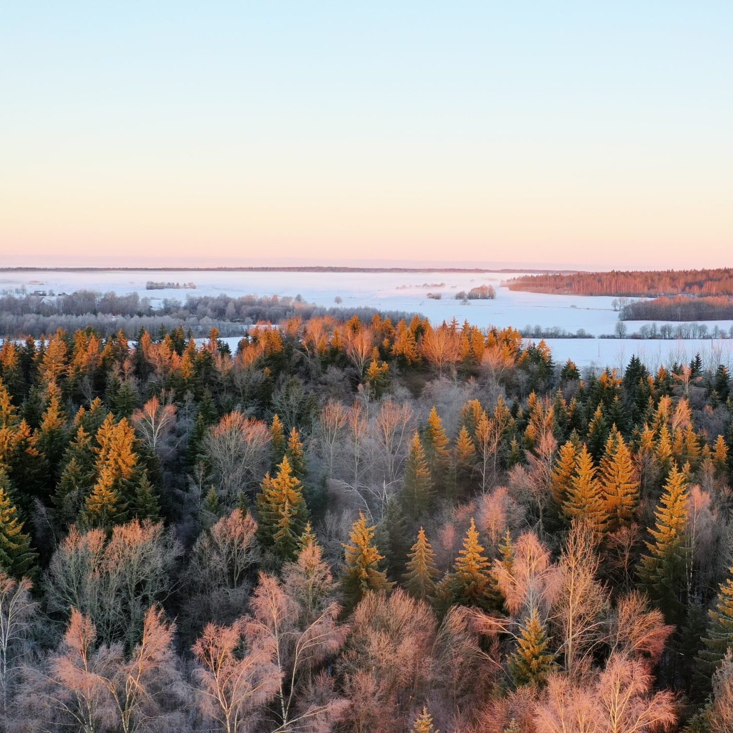 VĮ Valstybinių miškų urėdija – klimato kaitai neutrali įmonė