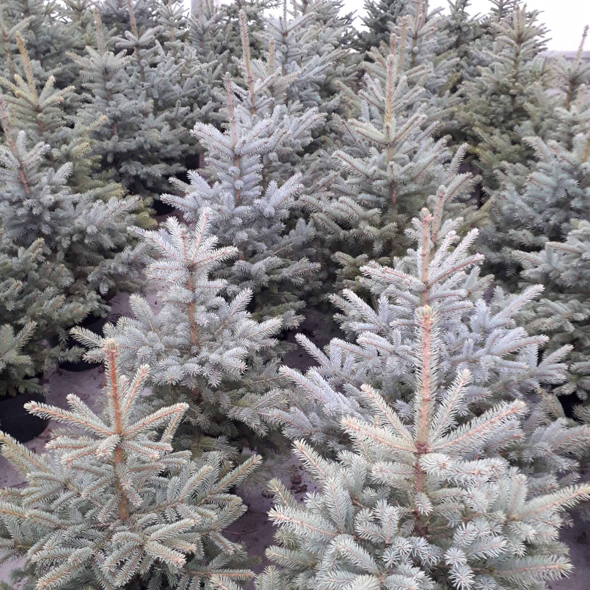 Miškininkai pataria, kaip su kalėdiniu medeliu elgtis po švenčių