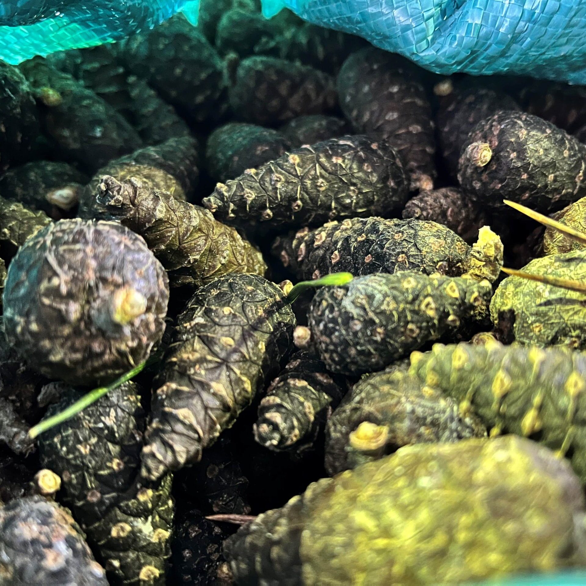 Kaip miškininkai kankorėžius aižo