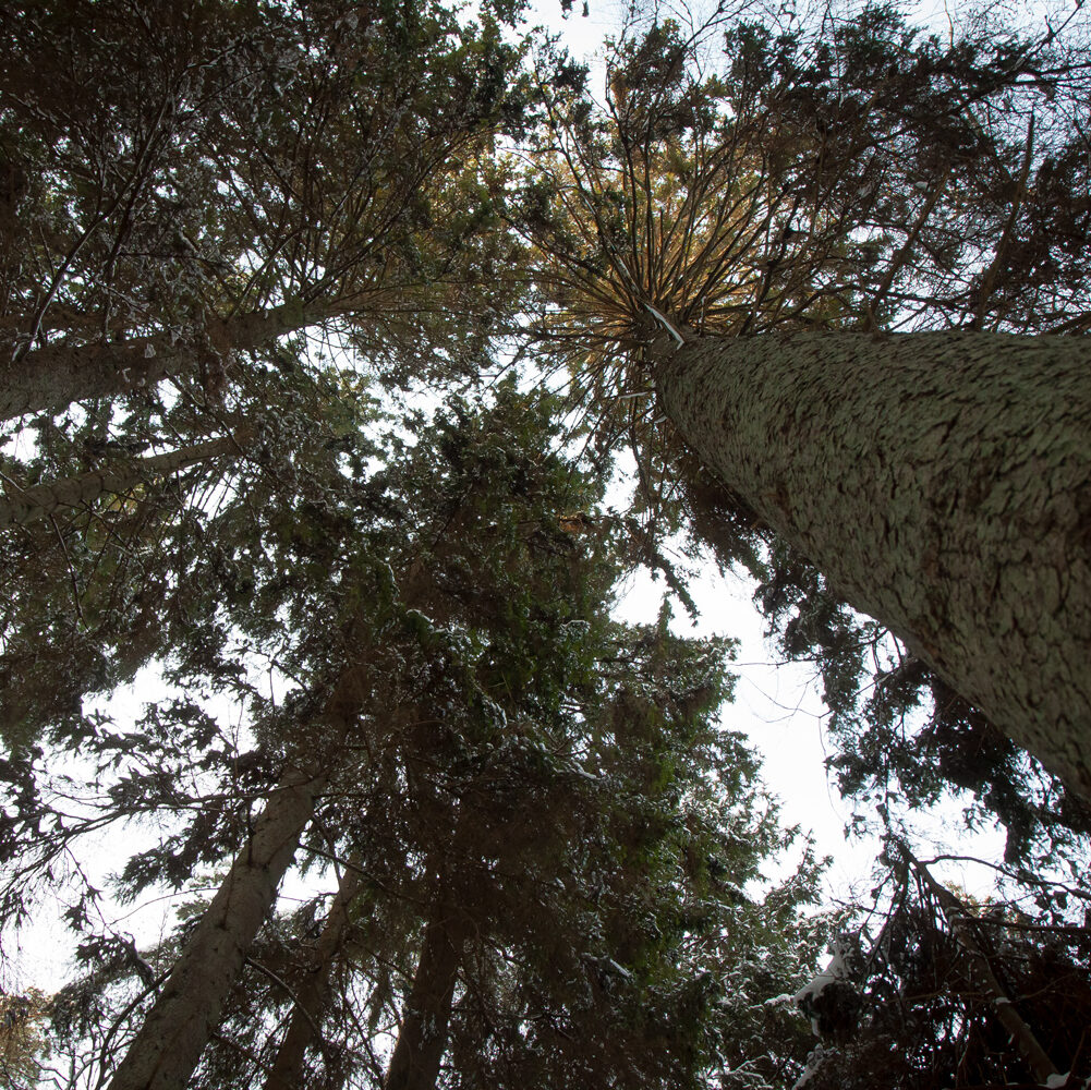 Sustiprinta miško apsauga pasiteisina – mažėja neteisėtų miško kirtimų