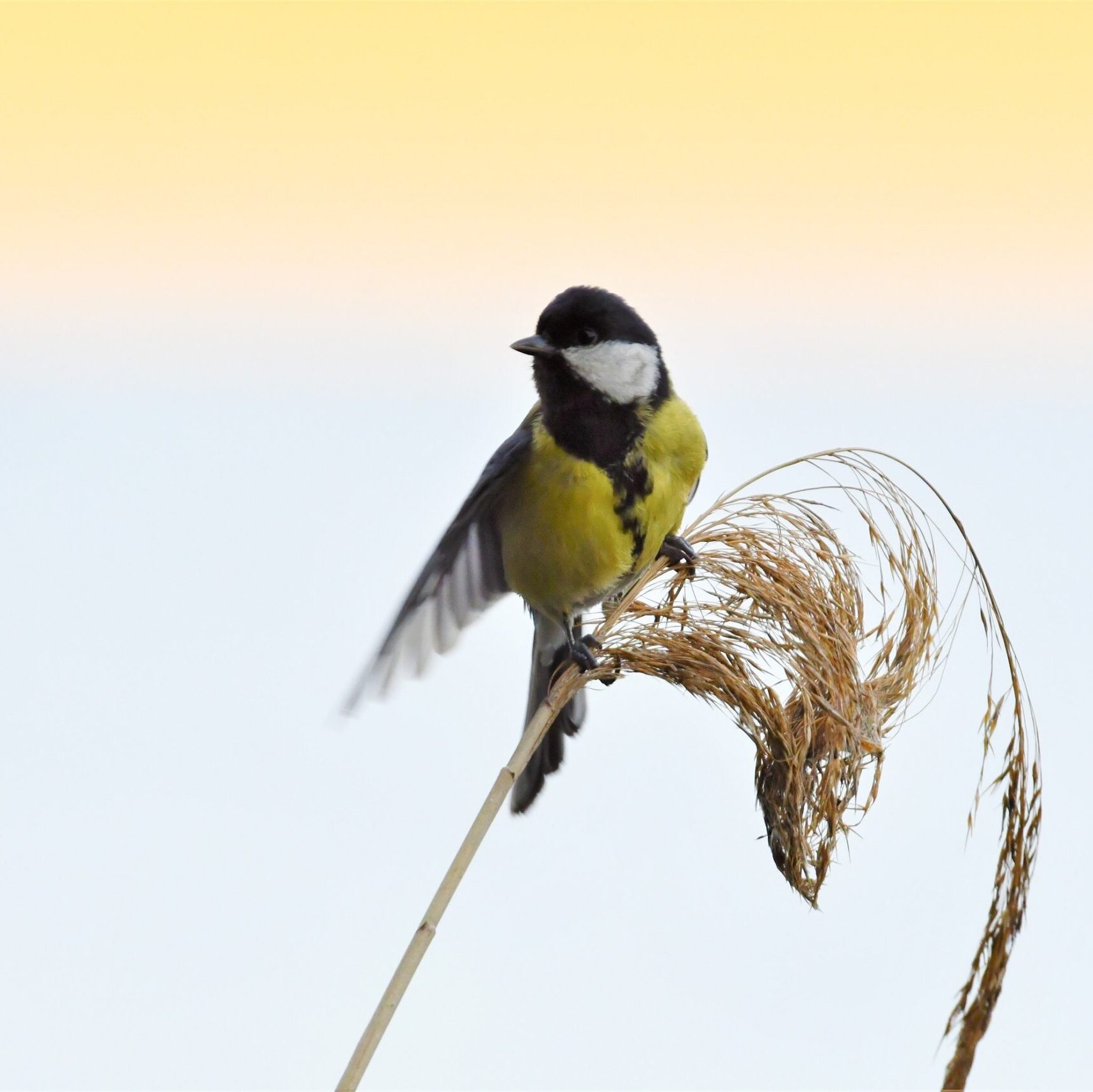 Paukščiai grįžta namo – kokius inkilus kelti smulkiesiems paukščiams?