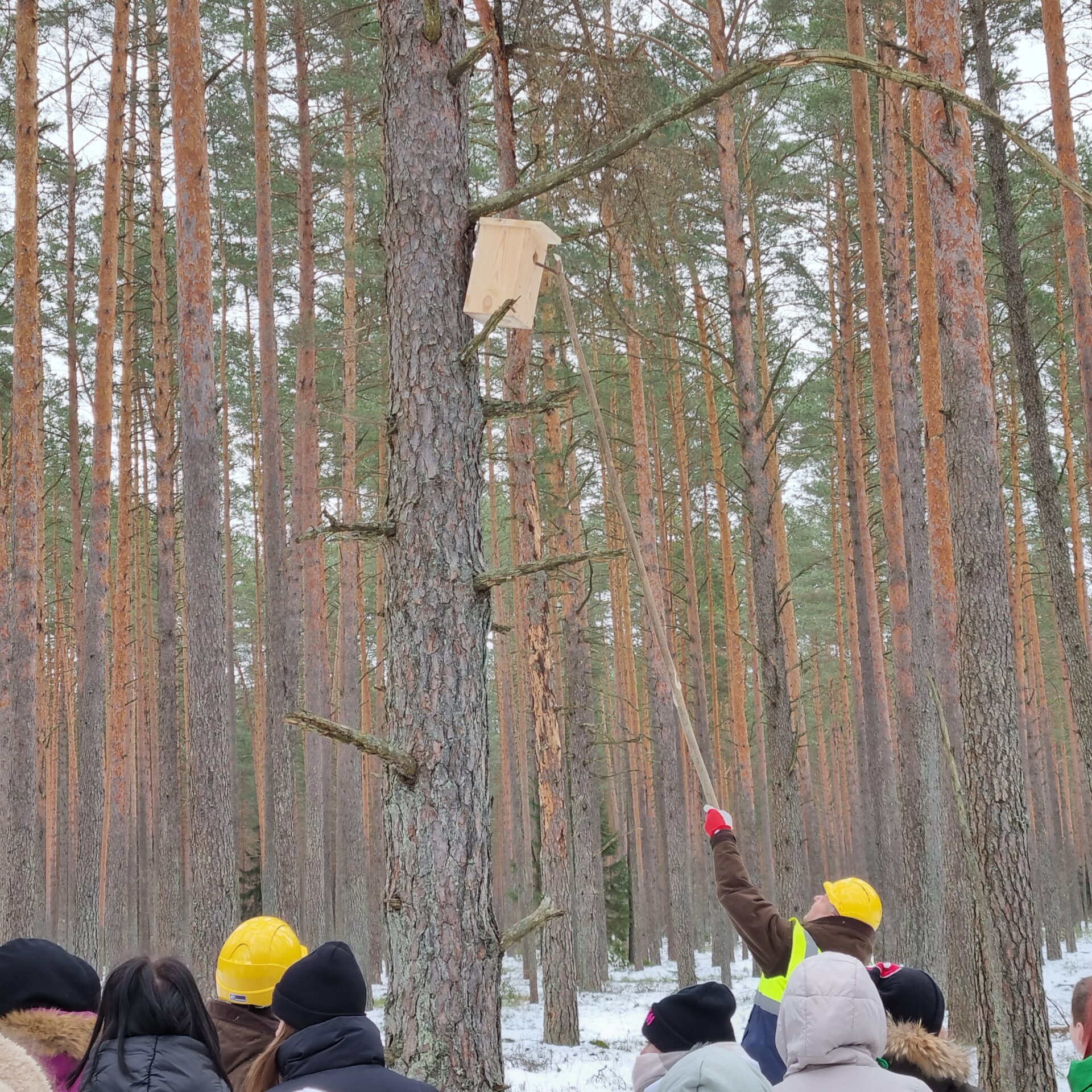 Miškininkai kartu su gamtos mylėtojais visoje Lietuvoje iškėlė tūkstančius inkilų!