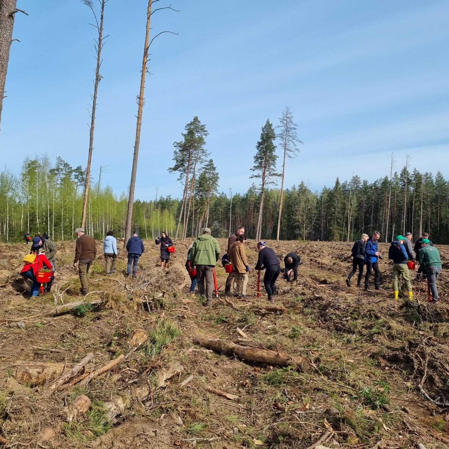 Nacionalinis miškasodis sutelkė tautiečius – pasodinta tiek medelių, kiek Lietuvoje gyventojų – net 2,8 mln.