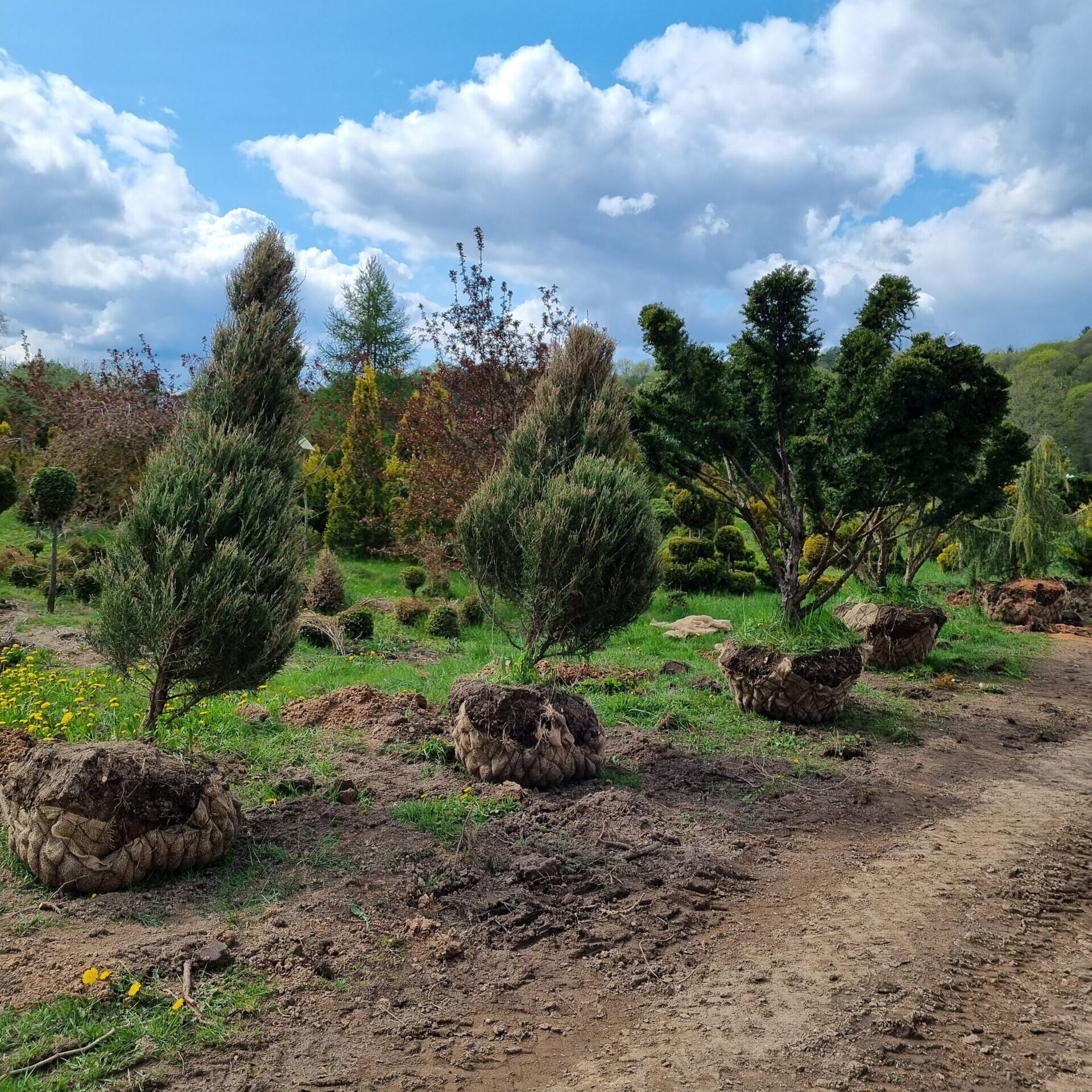 Raudondvario medelynas kviečia įsigyti išskirtinių dekoratyvinių augalų