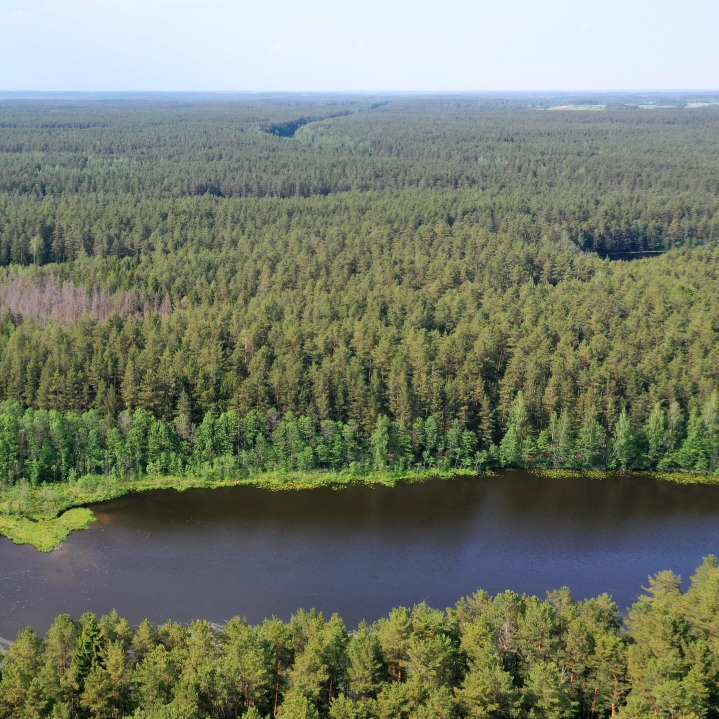 Valstybinių miškų urėdijos grąža valstybei – 155,8 mln. Eur