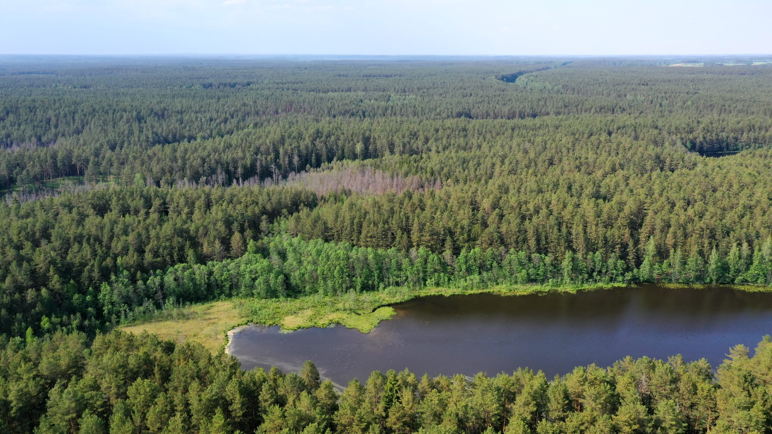 Rengiamas Kretingos regioninio padalinio vidinės miškotvarkos projekto keitimas
