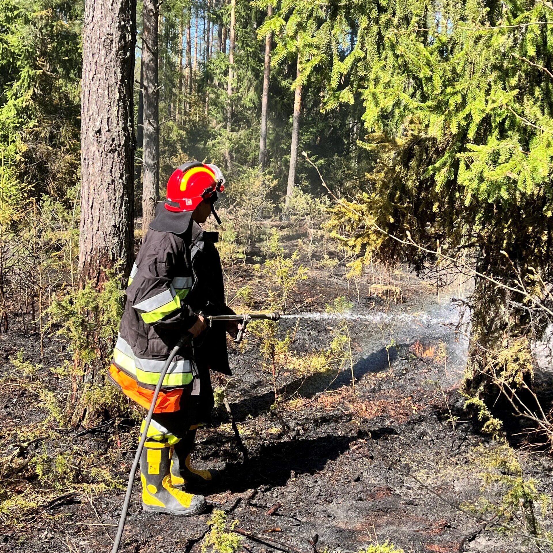 Lietuvoje – didelis miško gaisrų pavojus – iššūkis Valstybinių miškų urėdijos miškininkams