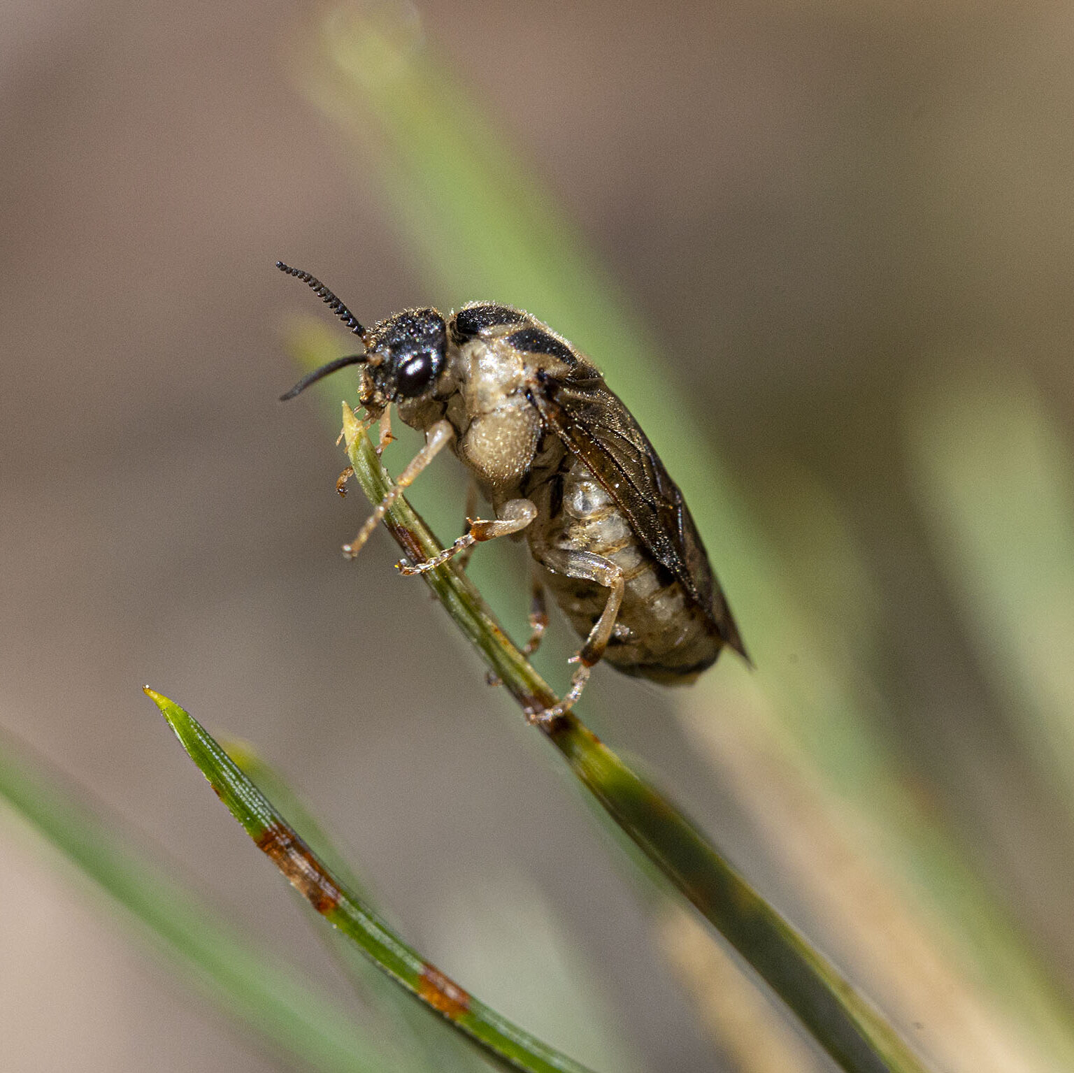 Miškininkai nerimauja dėl Ignalinos krašto pušynų – nustatytas masinis kenkėjų išplitimas