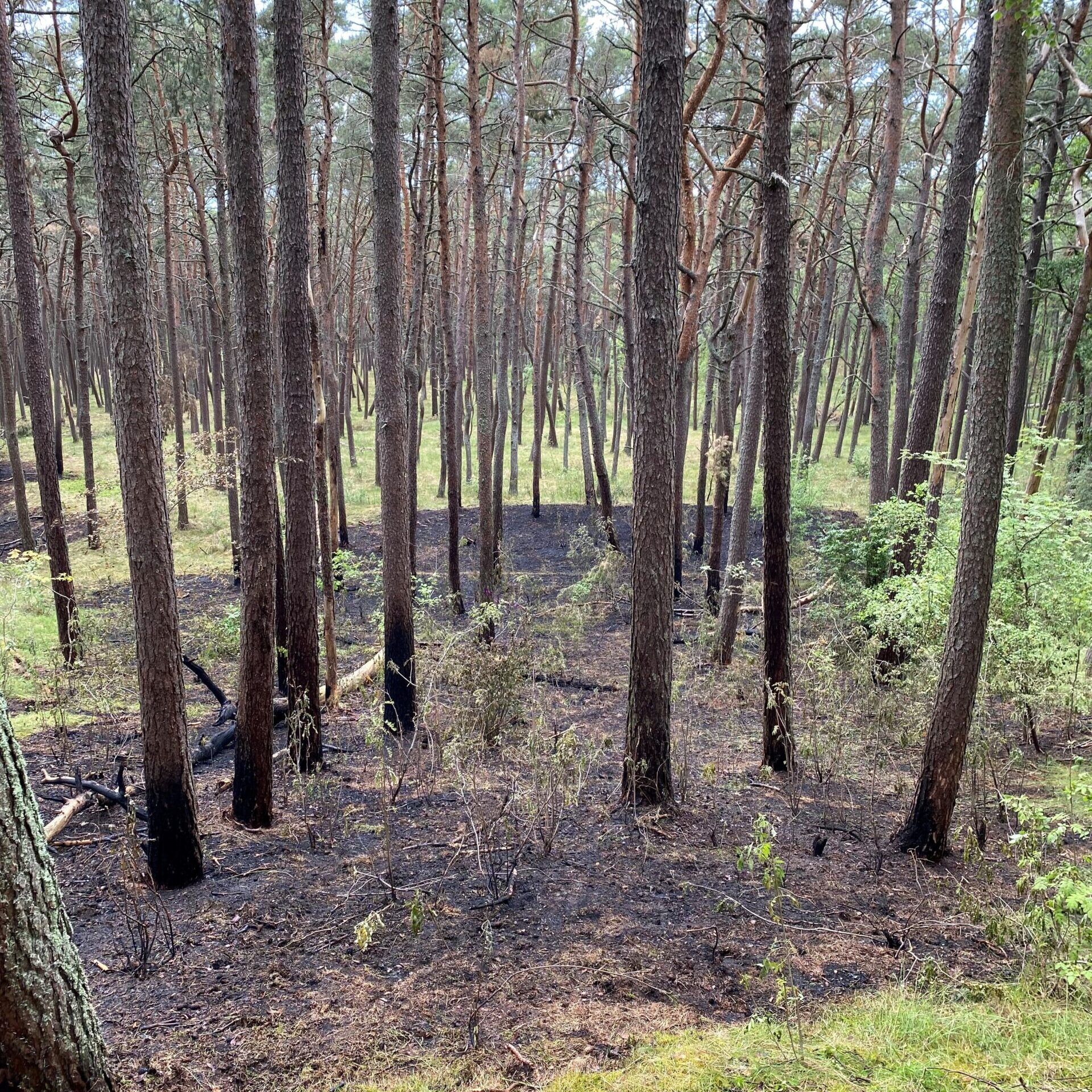 Juodkrantėje per dieną kilo 4 miško gaisrai – miškininkai įtarią padegimą