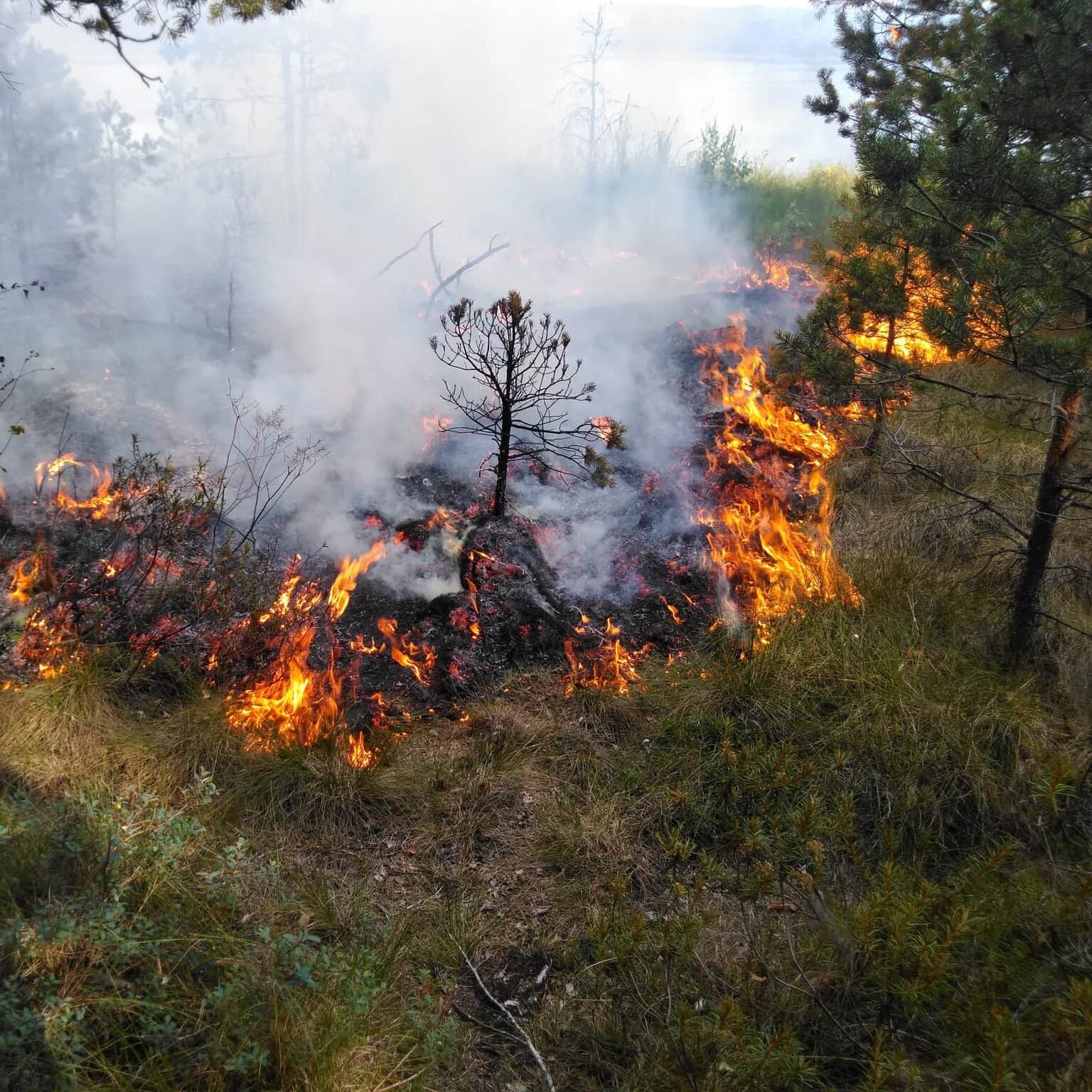 Miškų gaisringumas šalyje toliau didėja – miškininkai prašo gamtoje elgtis atsakingai