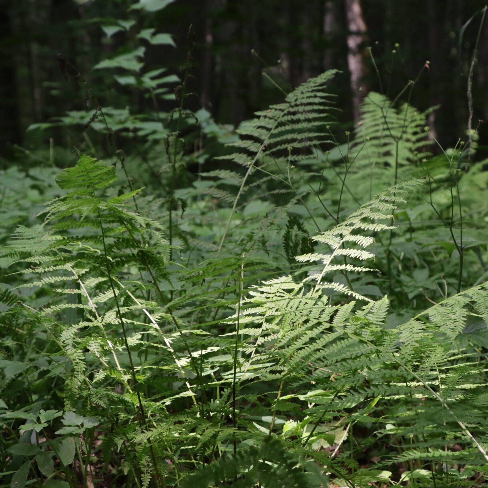 Ugniagesiai gelbėtojai ir miškininkai, linkėdami saugių Joninių, prašo gyventojų miškuose atsargiai elgtis su ugnimi