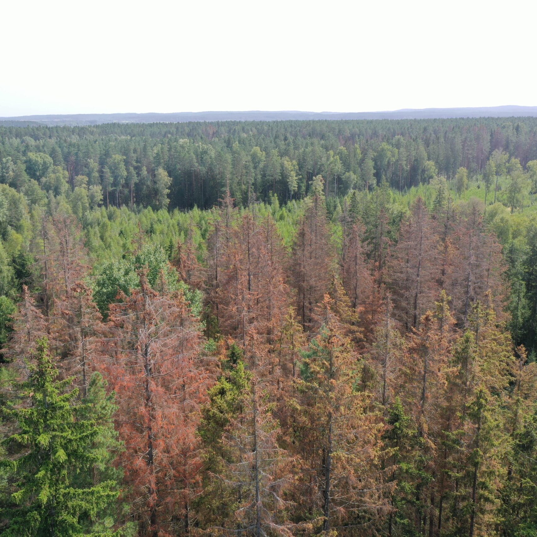 Dalyje Lietuvos miškų dėl medžių kenkėjų pažeidimų skelbiama stichinė nelaimė
