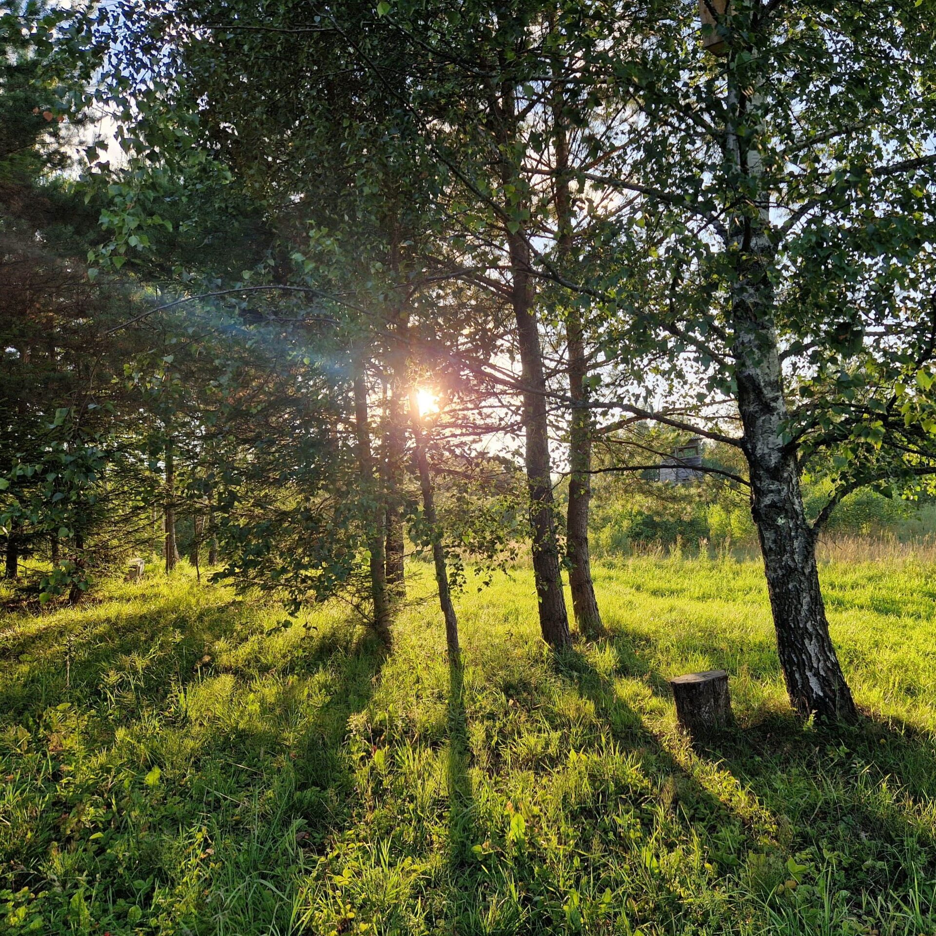 Išrinkti Jaunųjų miško bičiulių fotografijų konkurso „Miške“ laureatai