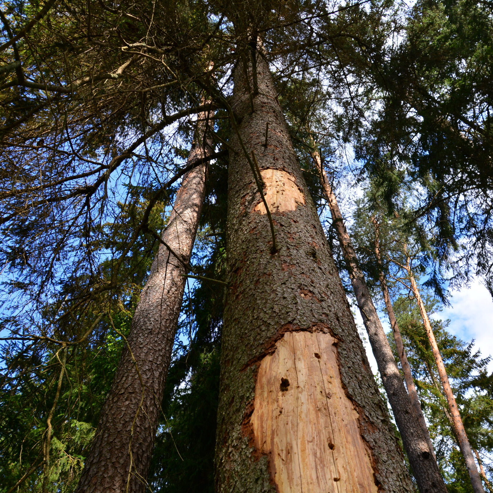 Panevėžio ir Joniškio savivaldybėse skelbiama stichinė nelaimė miškuose
